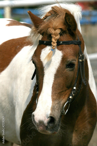 horse portrait © Melissa Schalke