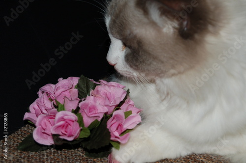 katze und die rosen
