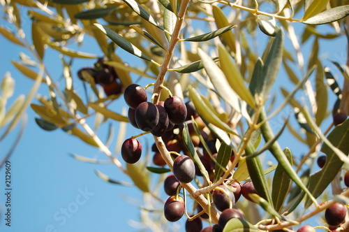 black olives