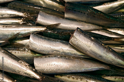 headless mackerels