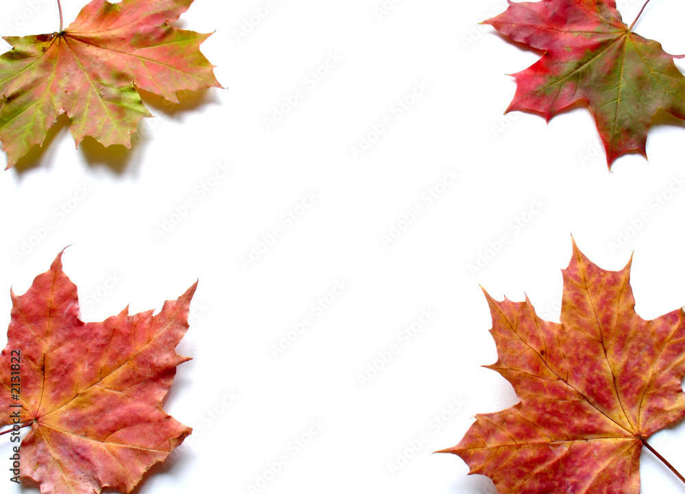 autumn leaves autumn leaves