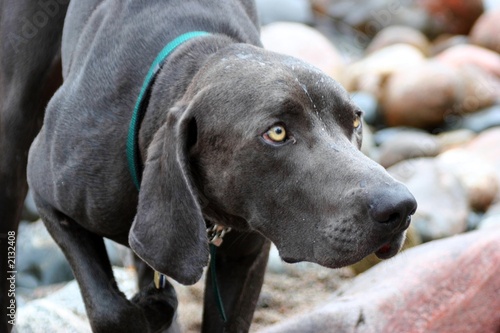 intense eye face dog point weim look watch rock