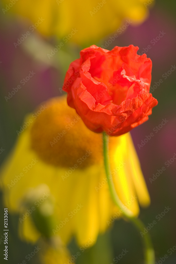 Fototapeta premium orange poppy yellow daisy bright color design