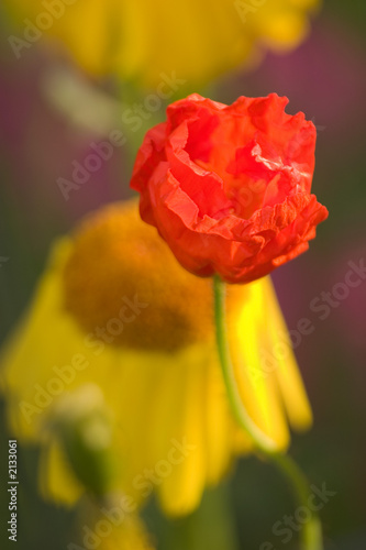 orange poppy yellow daisy bright color design