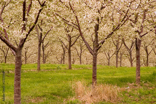 cherry tree orchard flower bloom white green