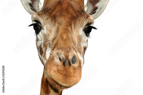 Canvas Print girafe n°3