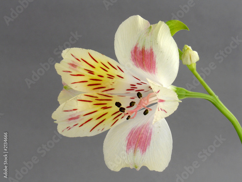 alstroemeria