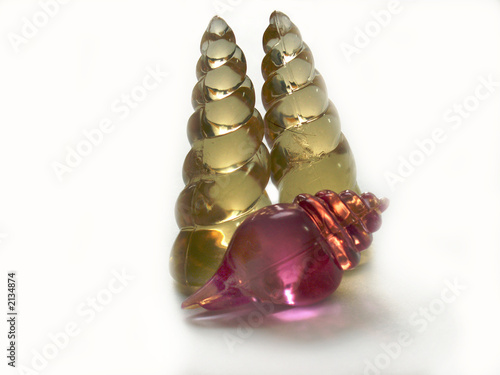 shell photo