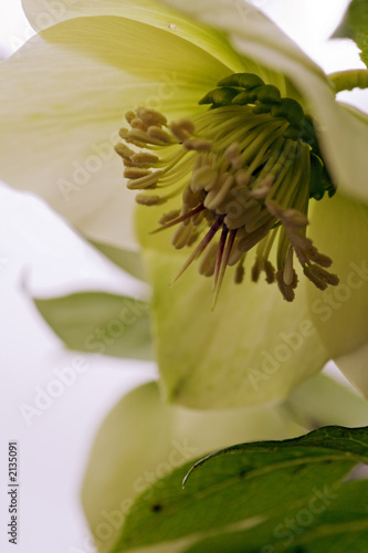 lenten rose macro