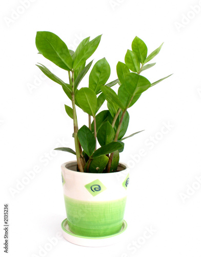 green plant