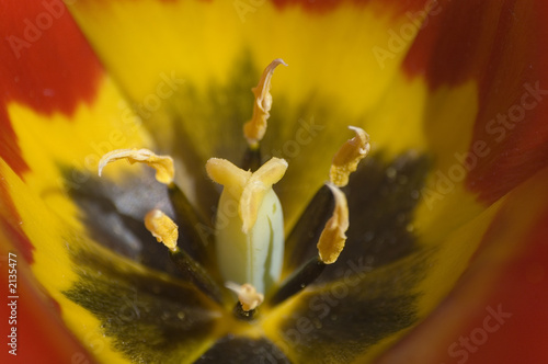 tulipe du jardin photo