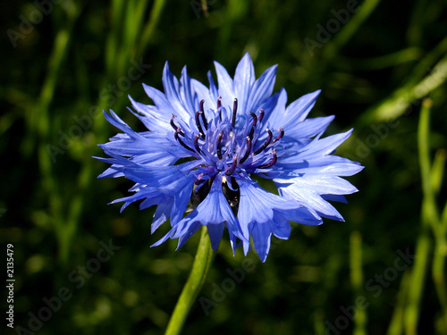 cornflower