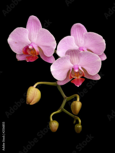 phalaenopsis