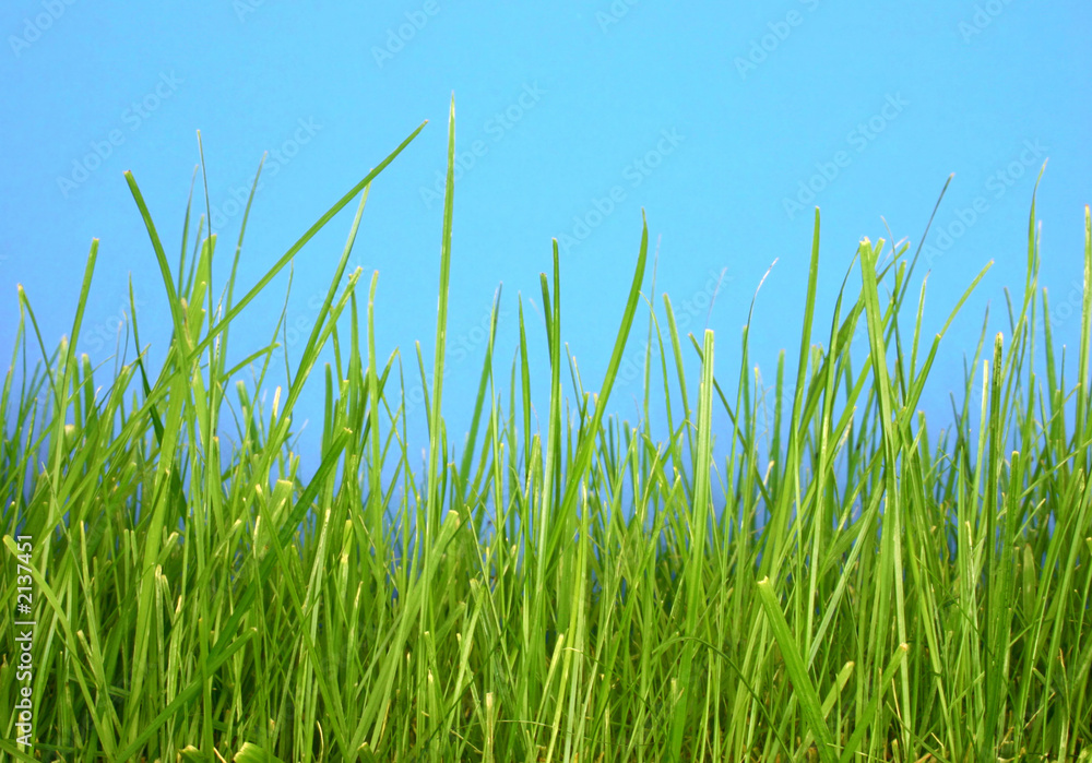 grass macro grass macro