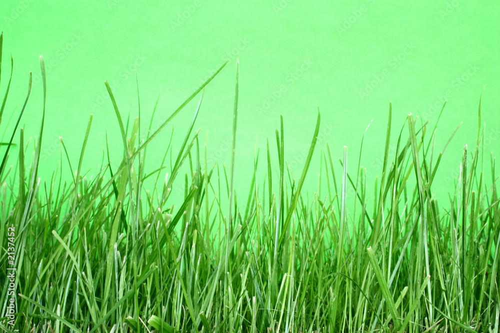 grass macro