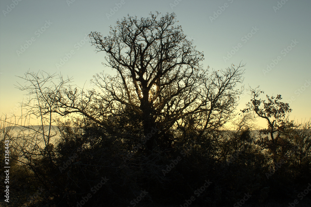 l'arbre cache le soleil matinal