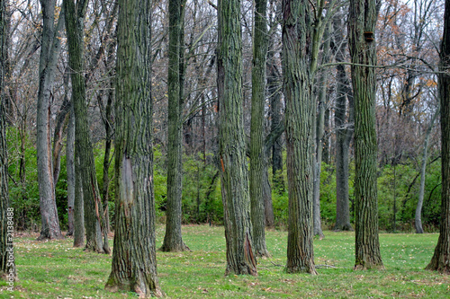 Fototapeta Naklejka Na Ścianę i Meble -  lot of trees in winter