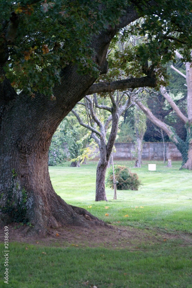 le vieux chêne