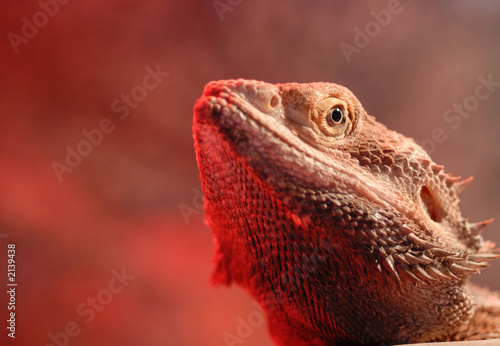 bearded dragon portrait (agaminae pogona)