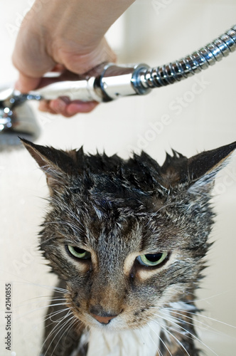 cat bimonthly shower
