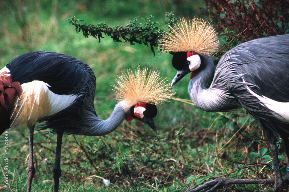 Fototapeta premium two crowned cranes