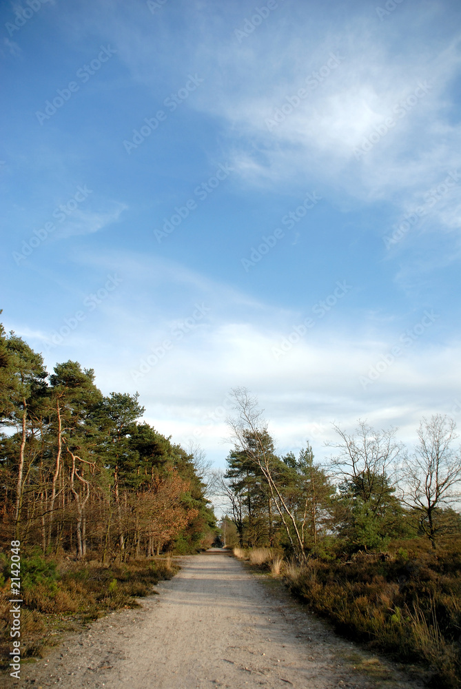 forrest path with blue sky. forrest path with blue sky.
