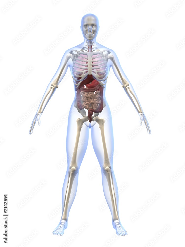 weibliche anatomie weibliche anatomie