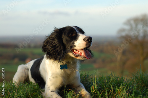 english springer spaniel photo