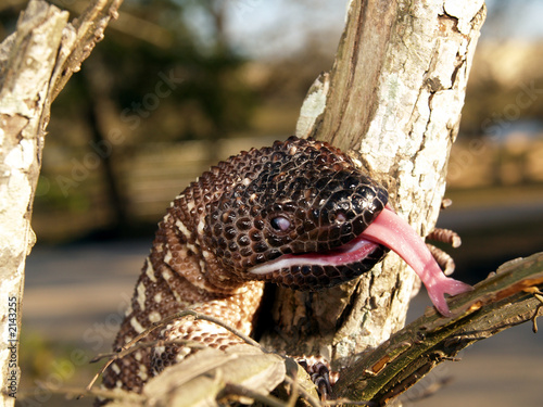 mexican beaded lizard tongue flicking photo