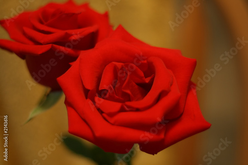 red roses