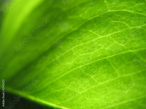 leaf close up