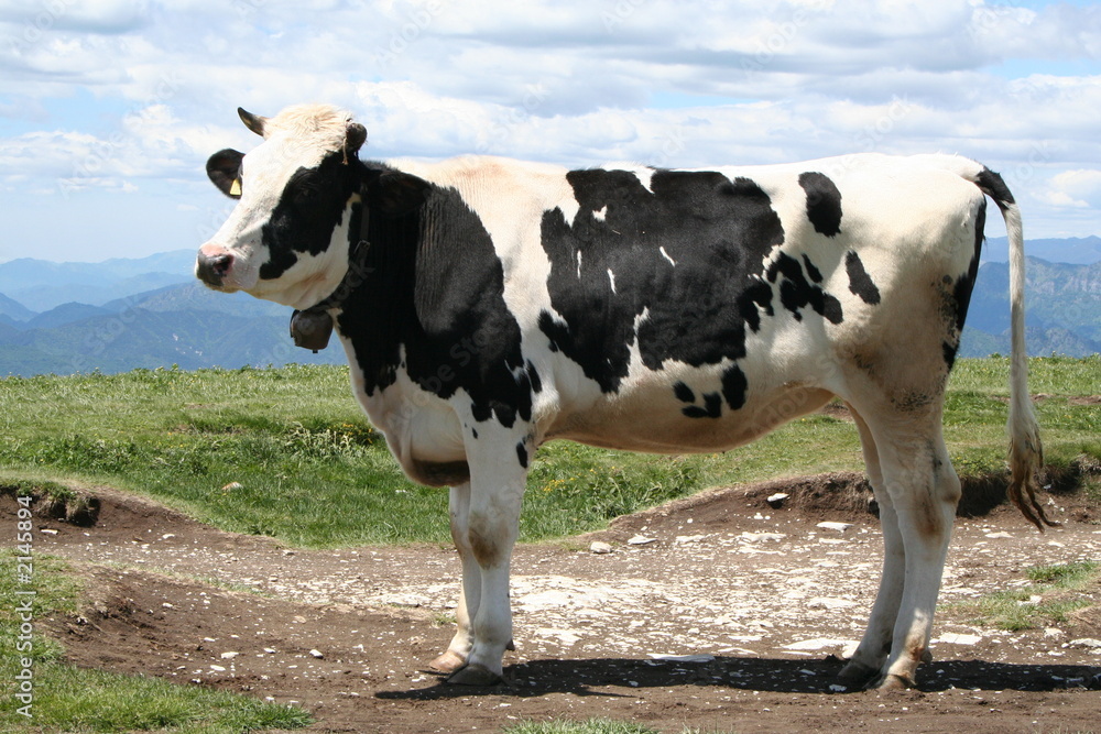 alpine cow