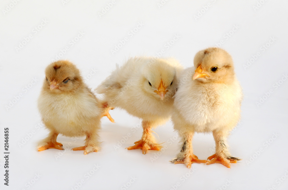 chicken chicken
