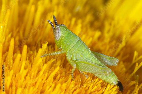 ninfa de saltamontes photo