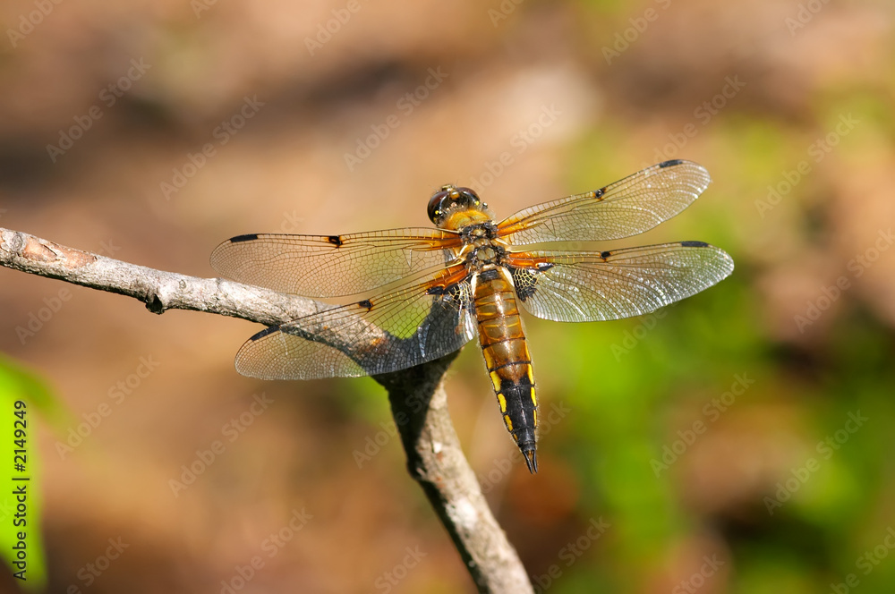 bright dragonfly bright dragonfly