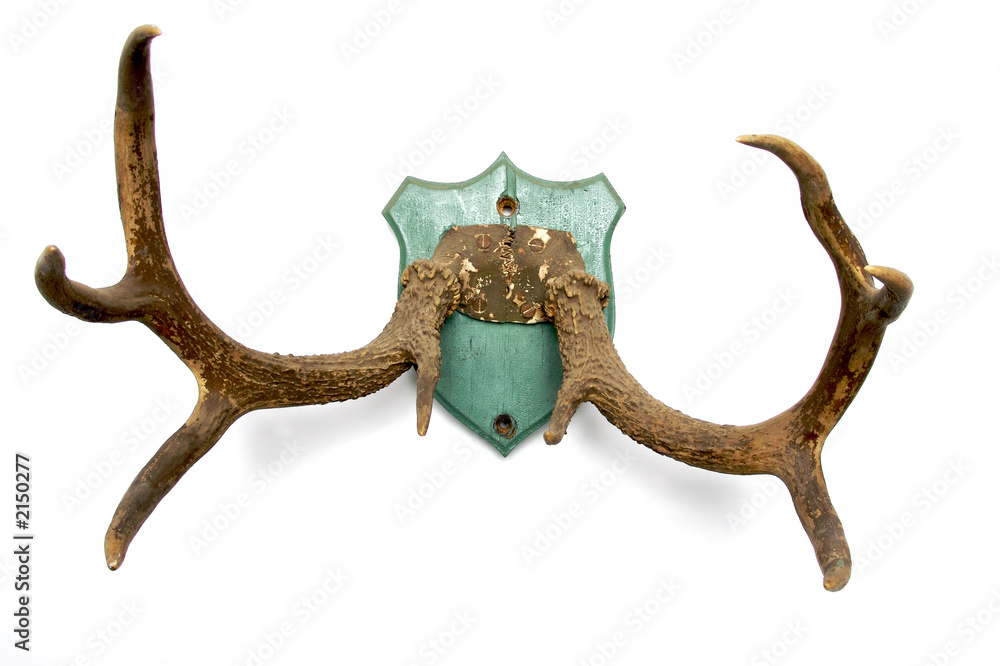 Fototapeta premium antlers on white 2
