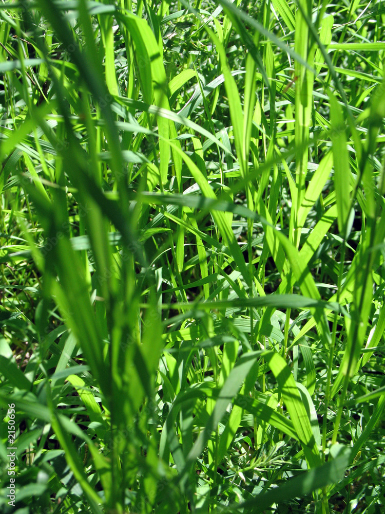 grass