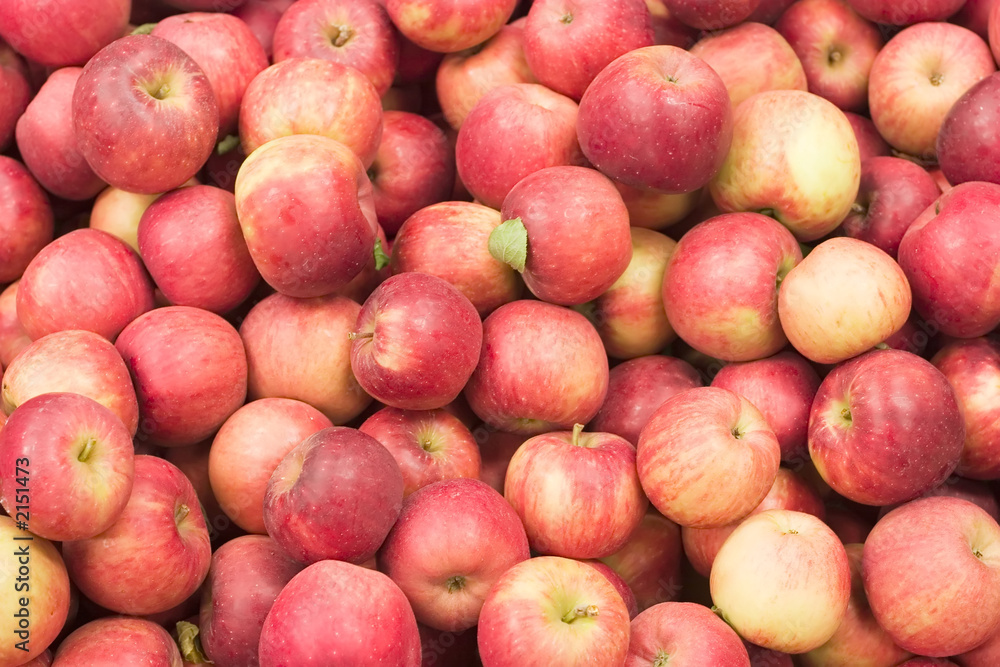 harvest time for apples harvest time for apples