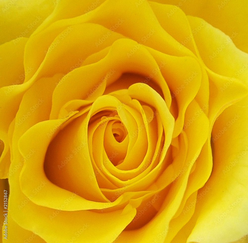gelbe rosenblüte gelbe rosenblüte