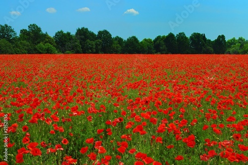 poppies