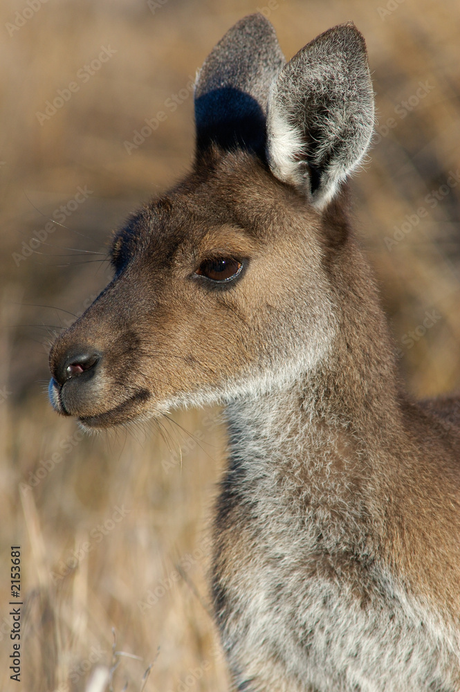 australian kangaroo