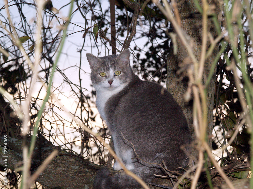 Fototapeta premium feral house cat in a tree