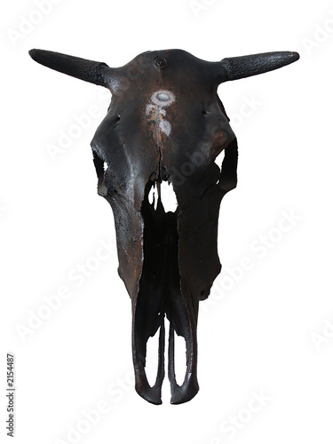 black cow skull with flower on forehead