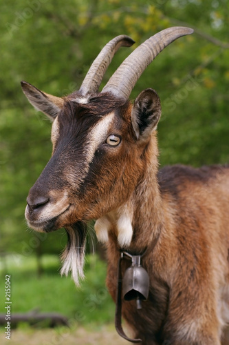 goat