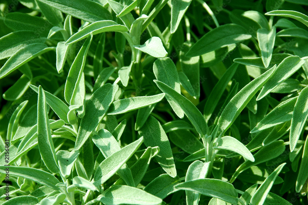 fresh sage herb fresh sage herb