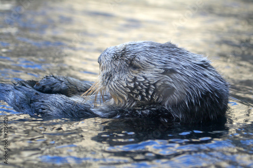 sea otter