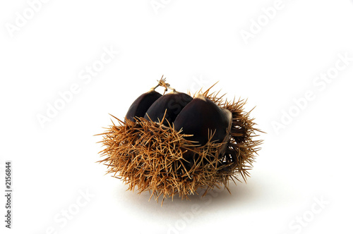 Wallpaper Mural 3 chestnuts Torontodigital.ca