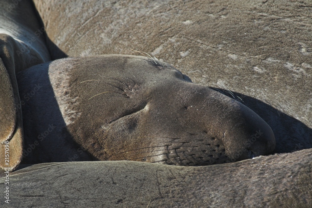 seal seal