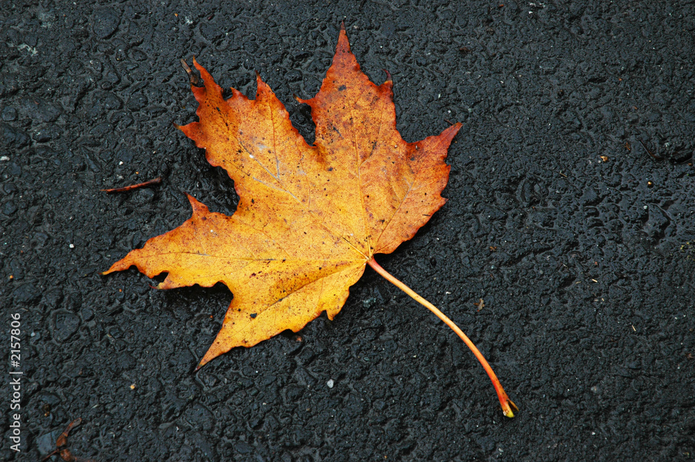Close up of a yellow autumn maple leaf on black background. Copy space. Close up of a yellow autumn maple leaf on black background. Copy space.