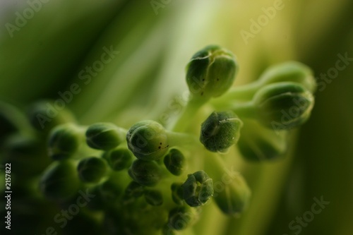 vegetables in detail